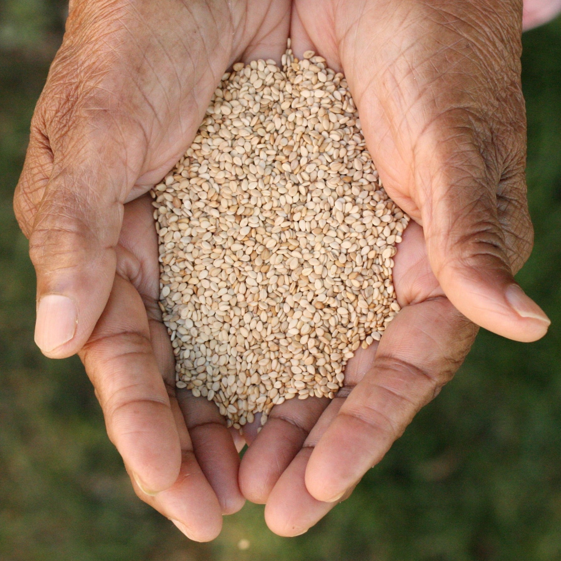 Indian raw unhulled sesame seeds from India
