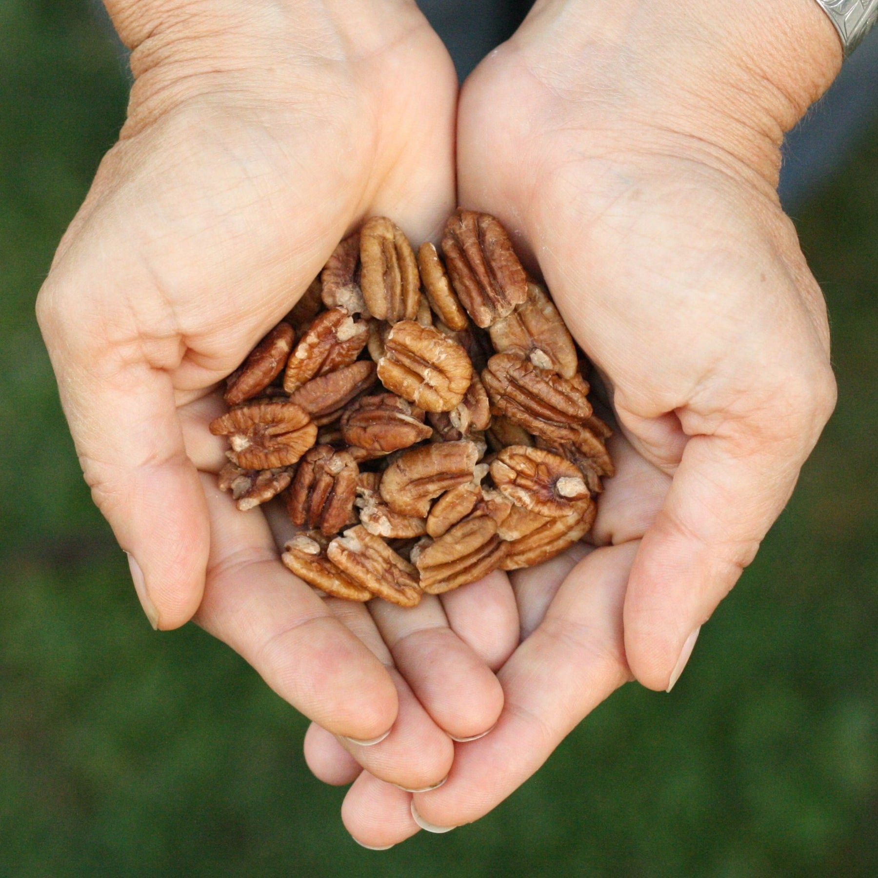 American sprouted pecans from USA United States
