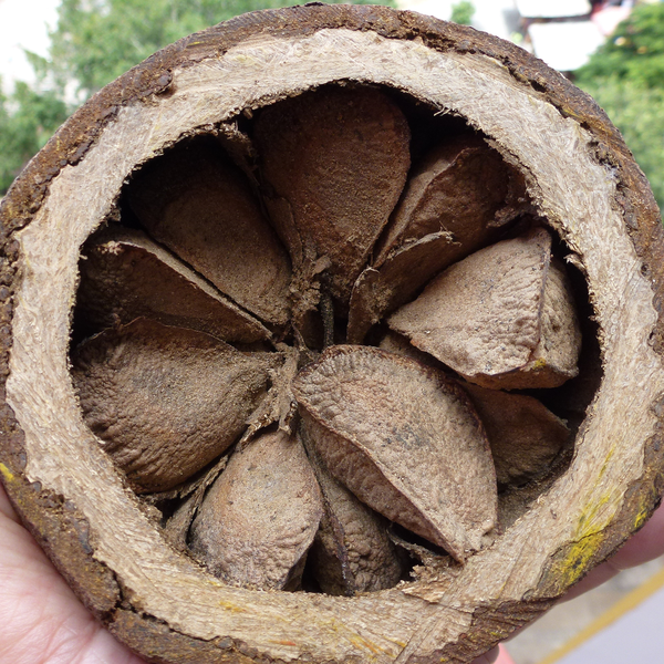 Brazil Nuts • Raw • Peru