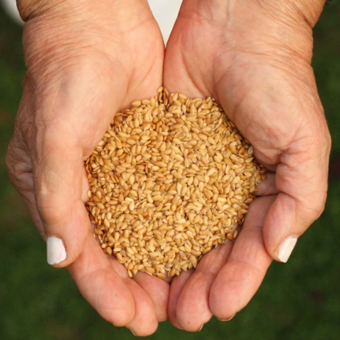 Flax Seeds • Golden • Raw •Kazakhstan