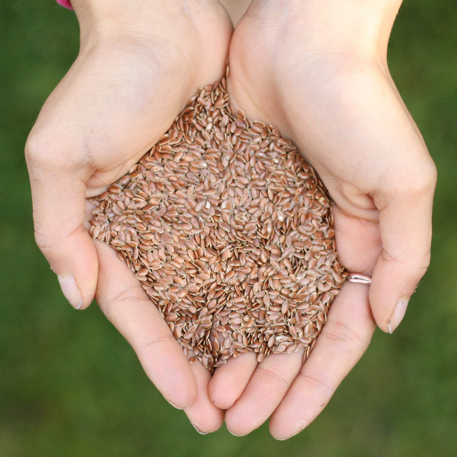 Flax Seeds • Brown • Raw • India •