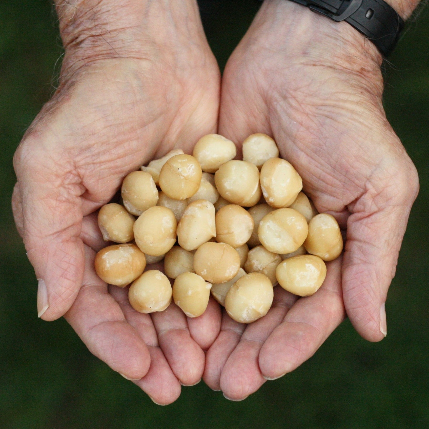 Macadamia Nuts • Raw • Kenya