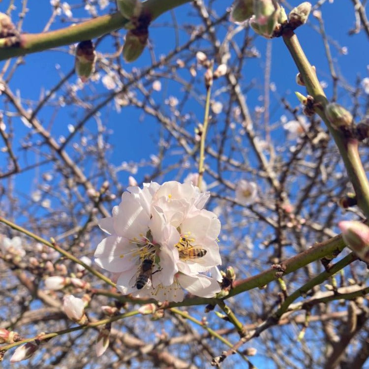 Almond Flour • Australia