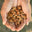 American raw pecans from USA United States