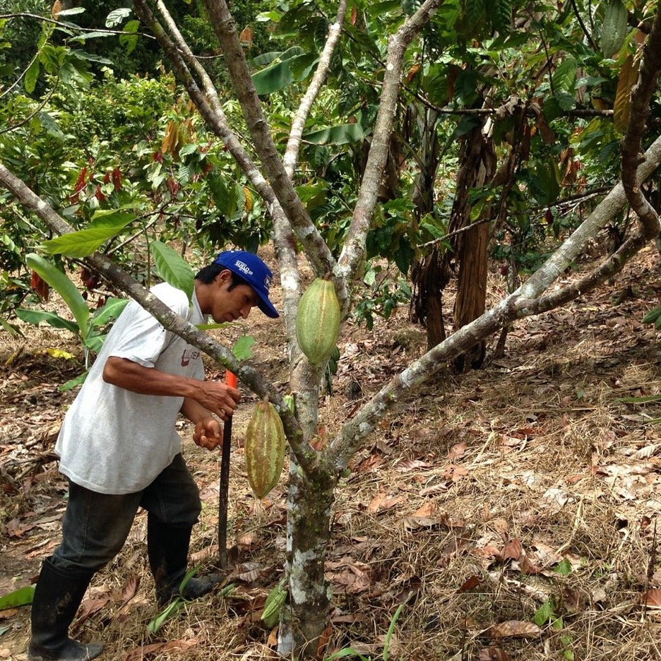 Cacao Nibs • Peru