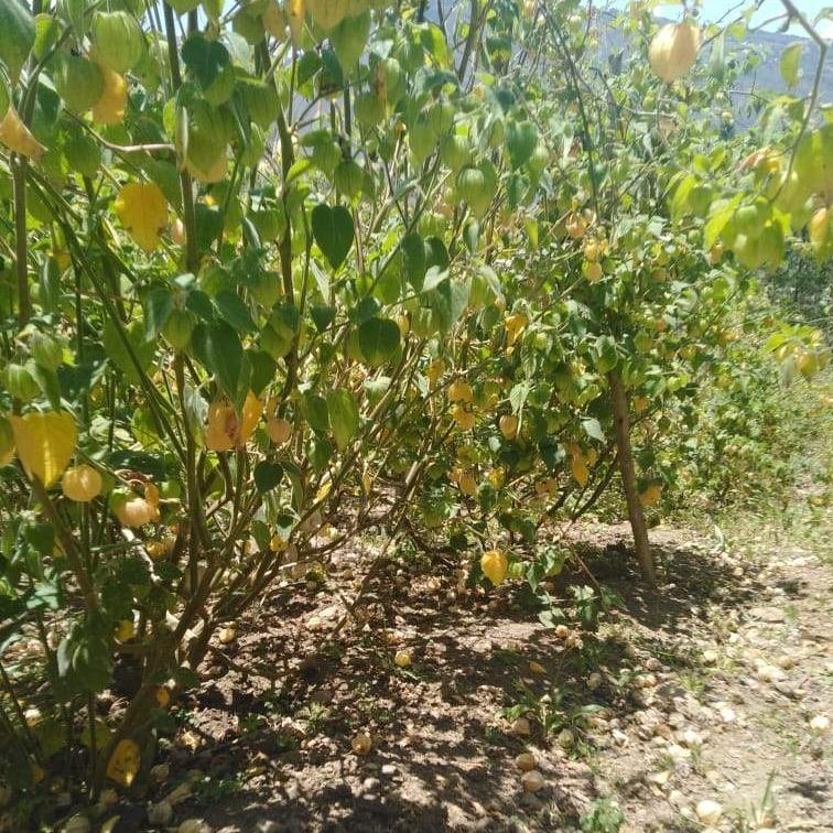 Golden Berries • Peru