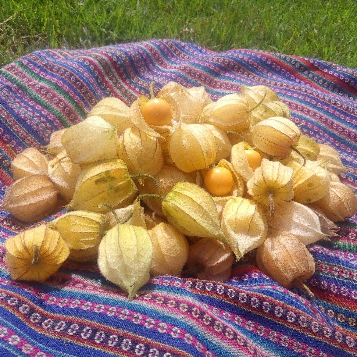 Golden Berries • Peru