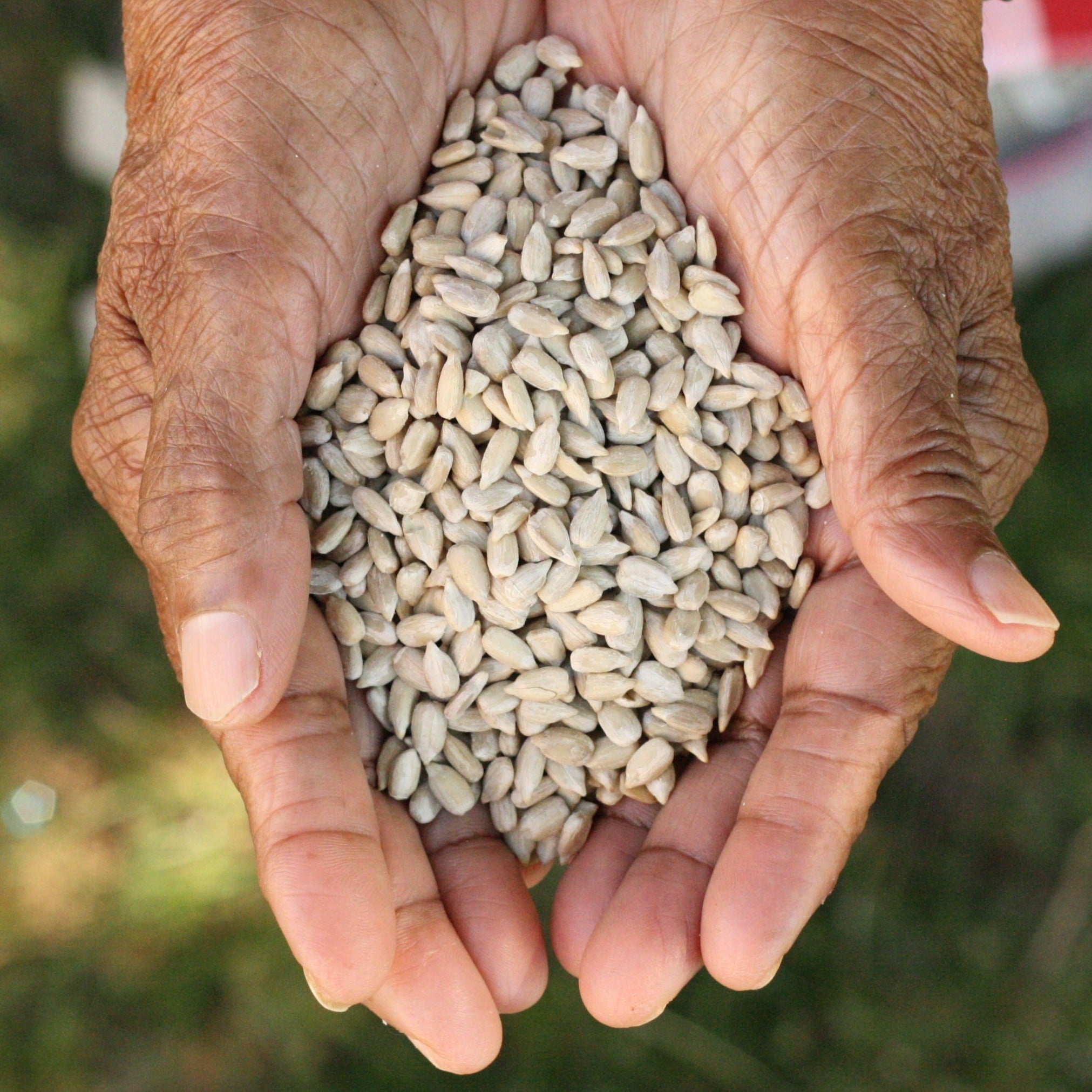 sun flower seeds for sale Raw Organic Sunflower Seeds – NUT • HUT