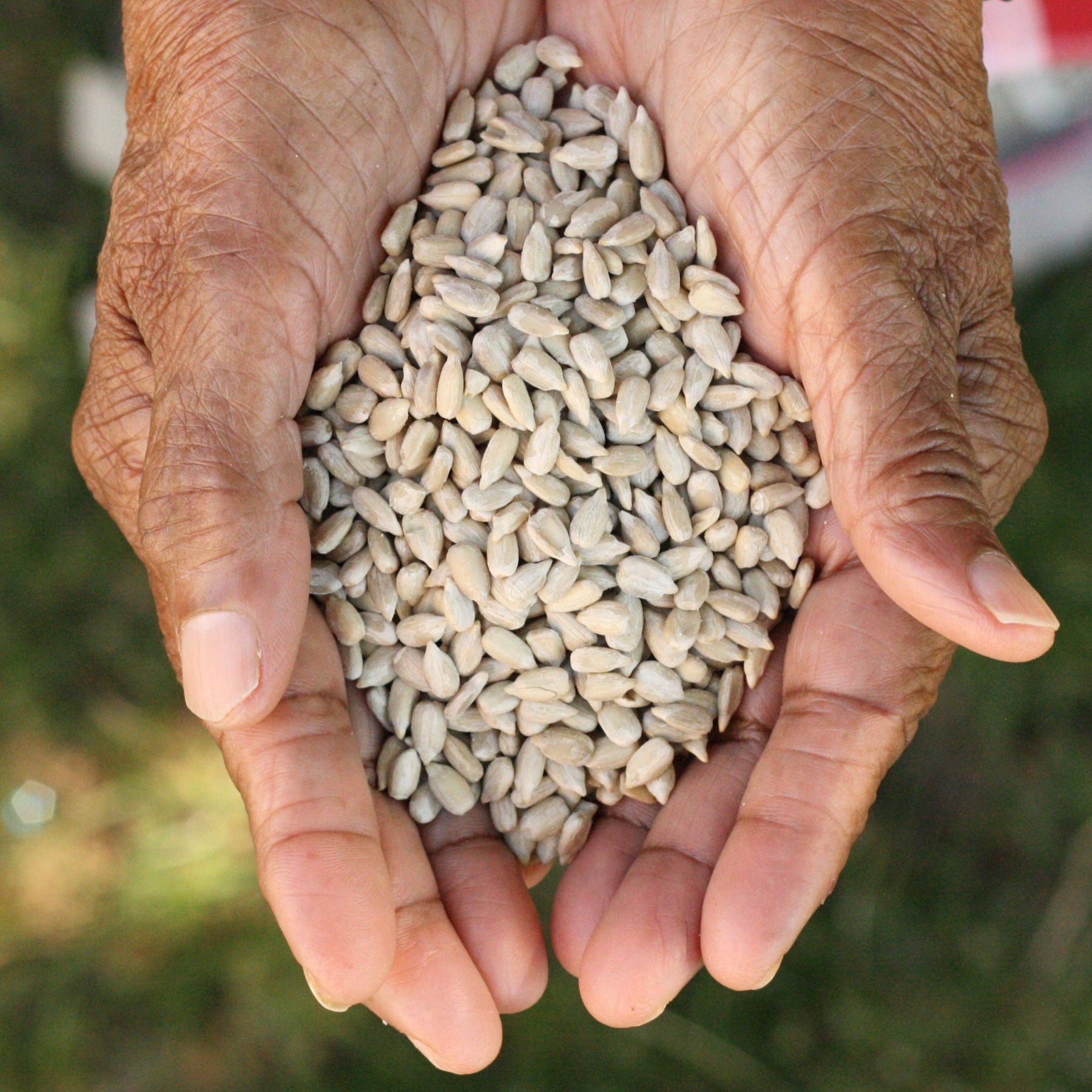 Turkish raw sunflower seeds from Turkey