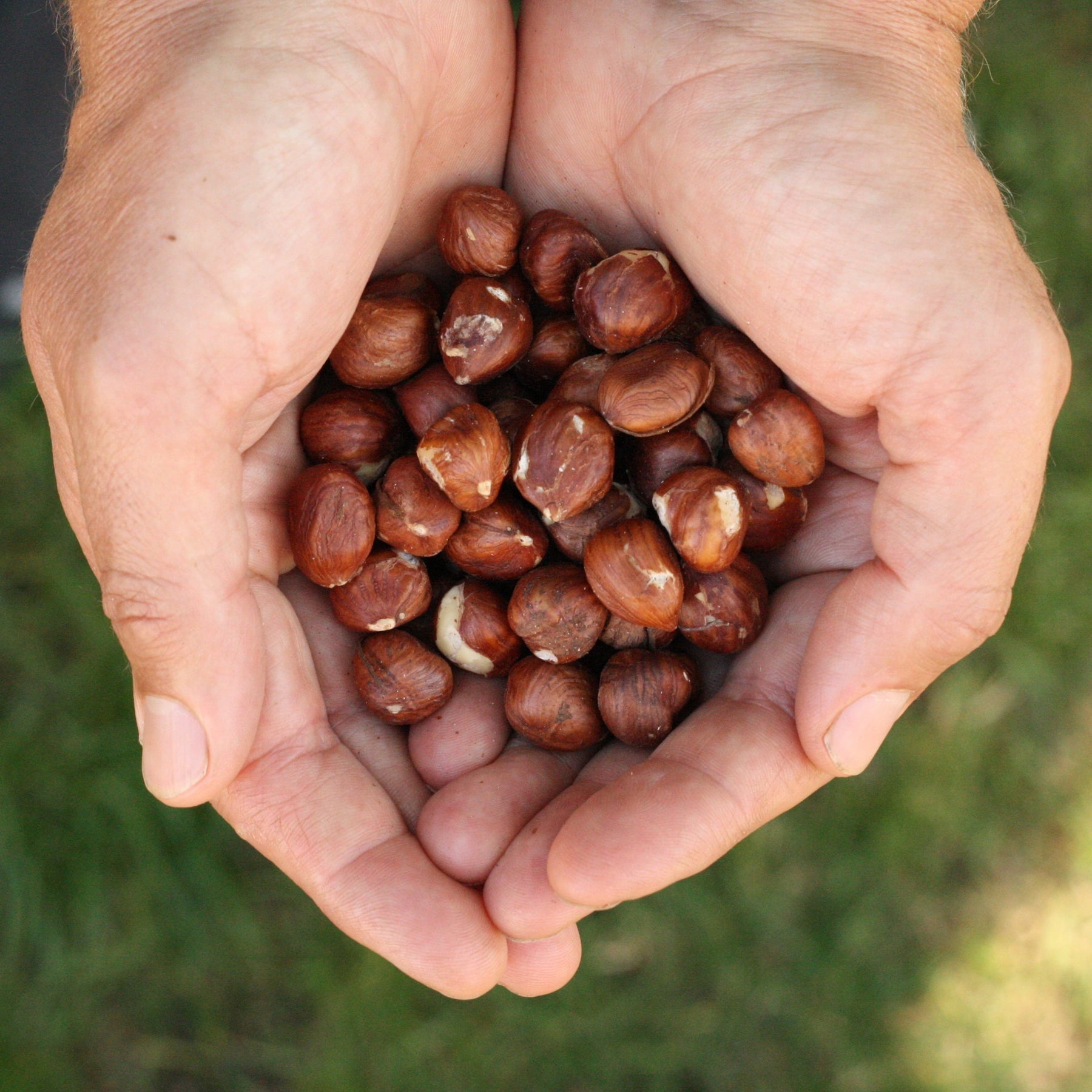 Canadian sprouted hazelnuts from Canada
