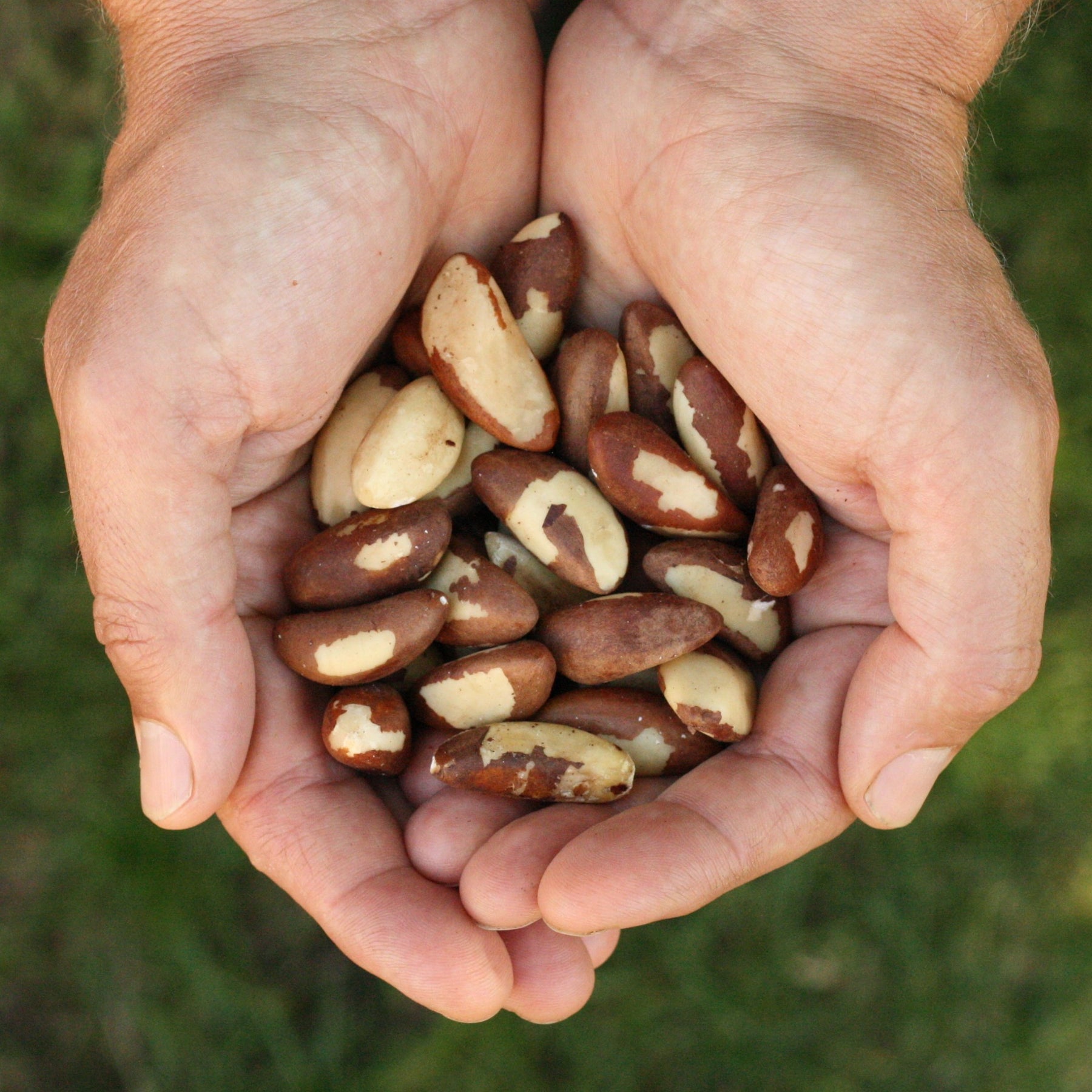 Brazil Nuts raw from Peru