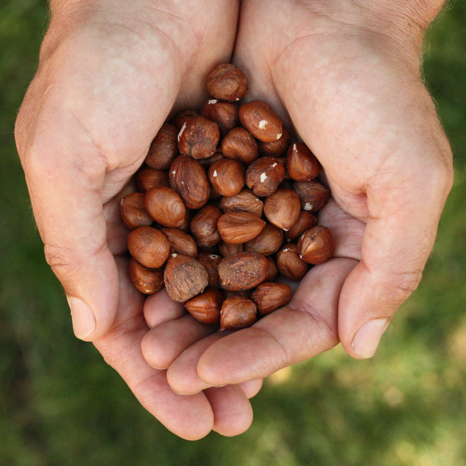 Canadian raw hazelnuts from Canada