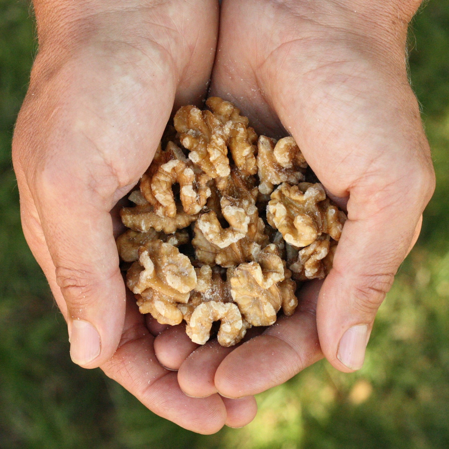 American raw walnuts from USA United States