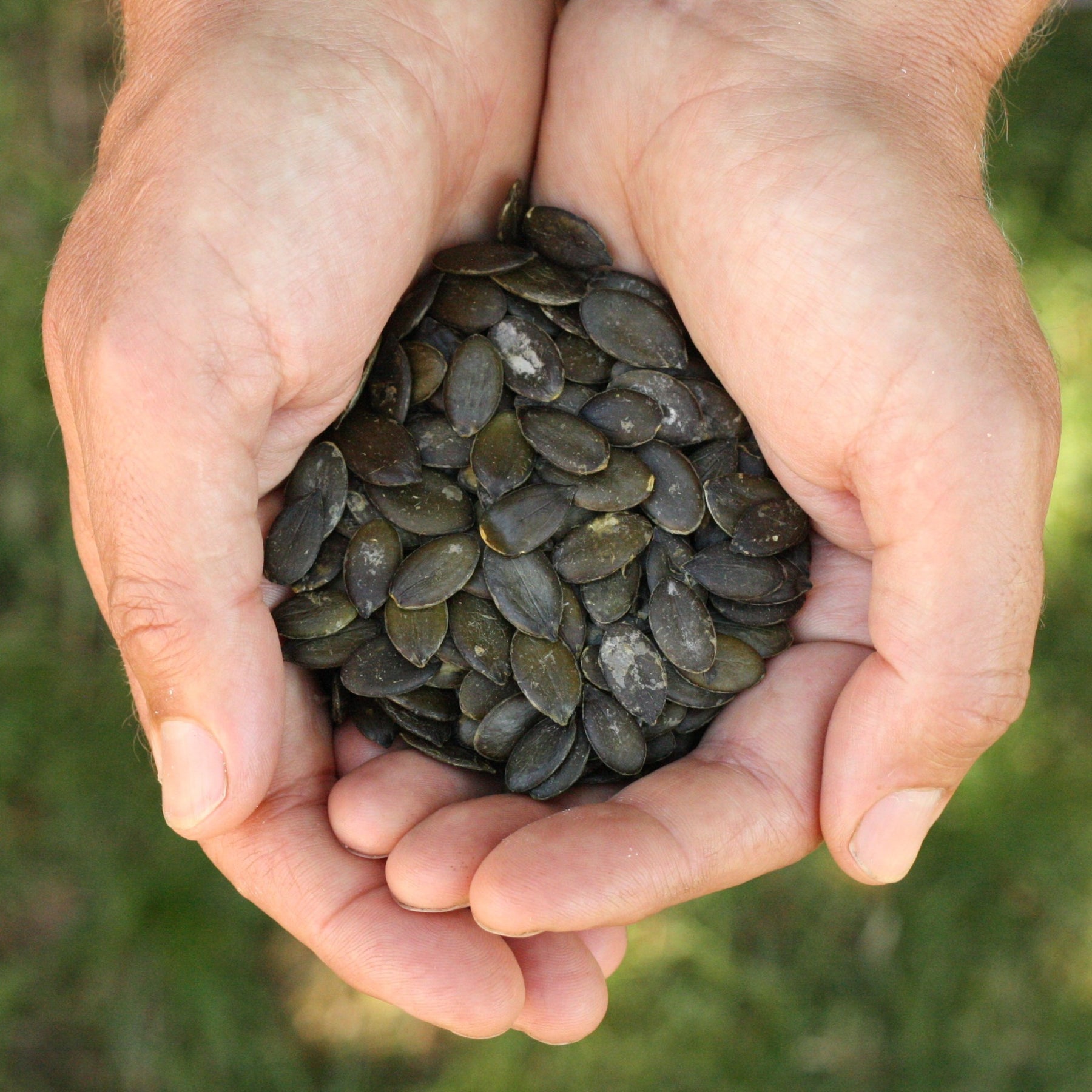 Austrian raw Styrian pumpkin seeds from Austria