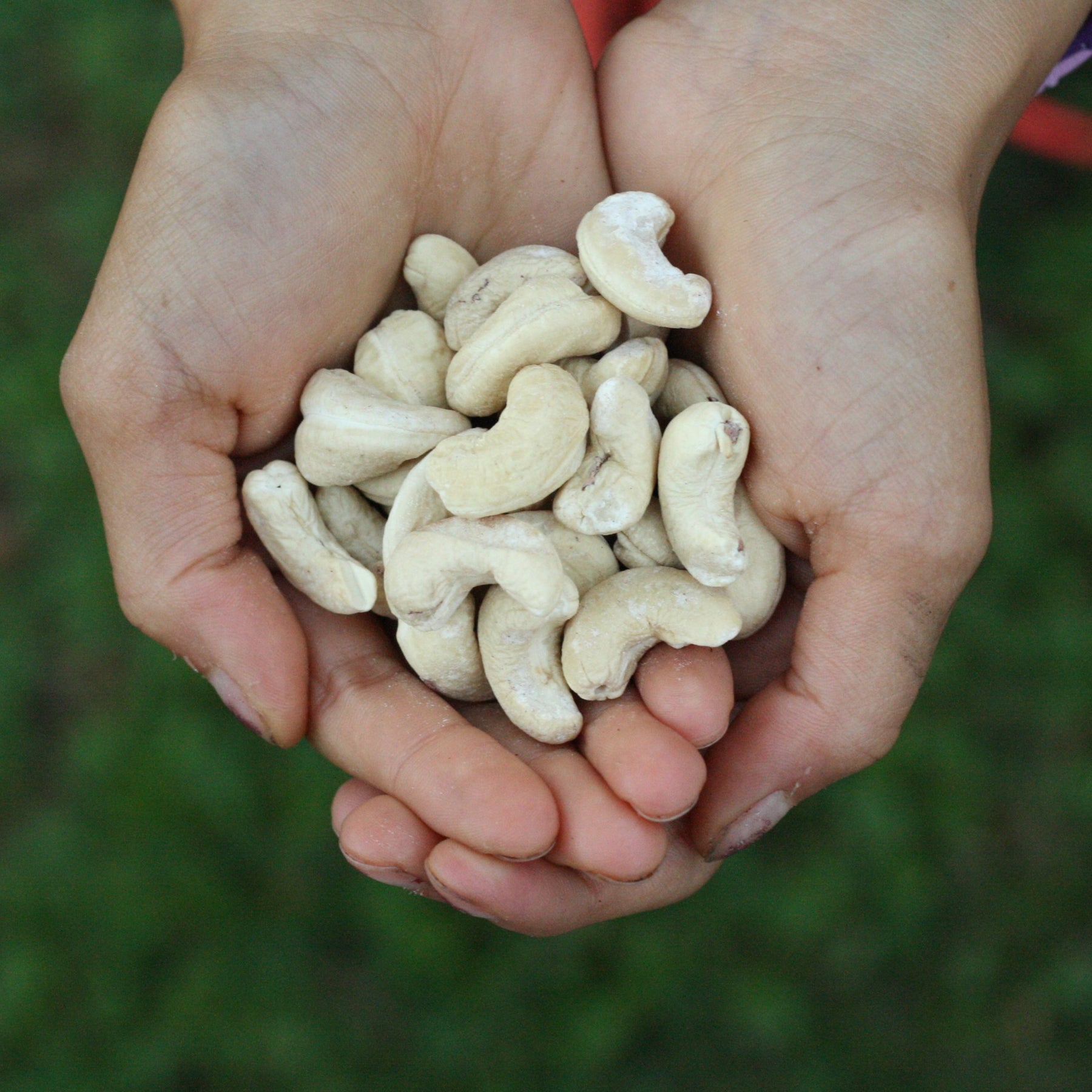 Indonesian raw cashews from Indonesia