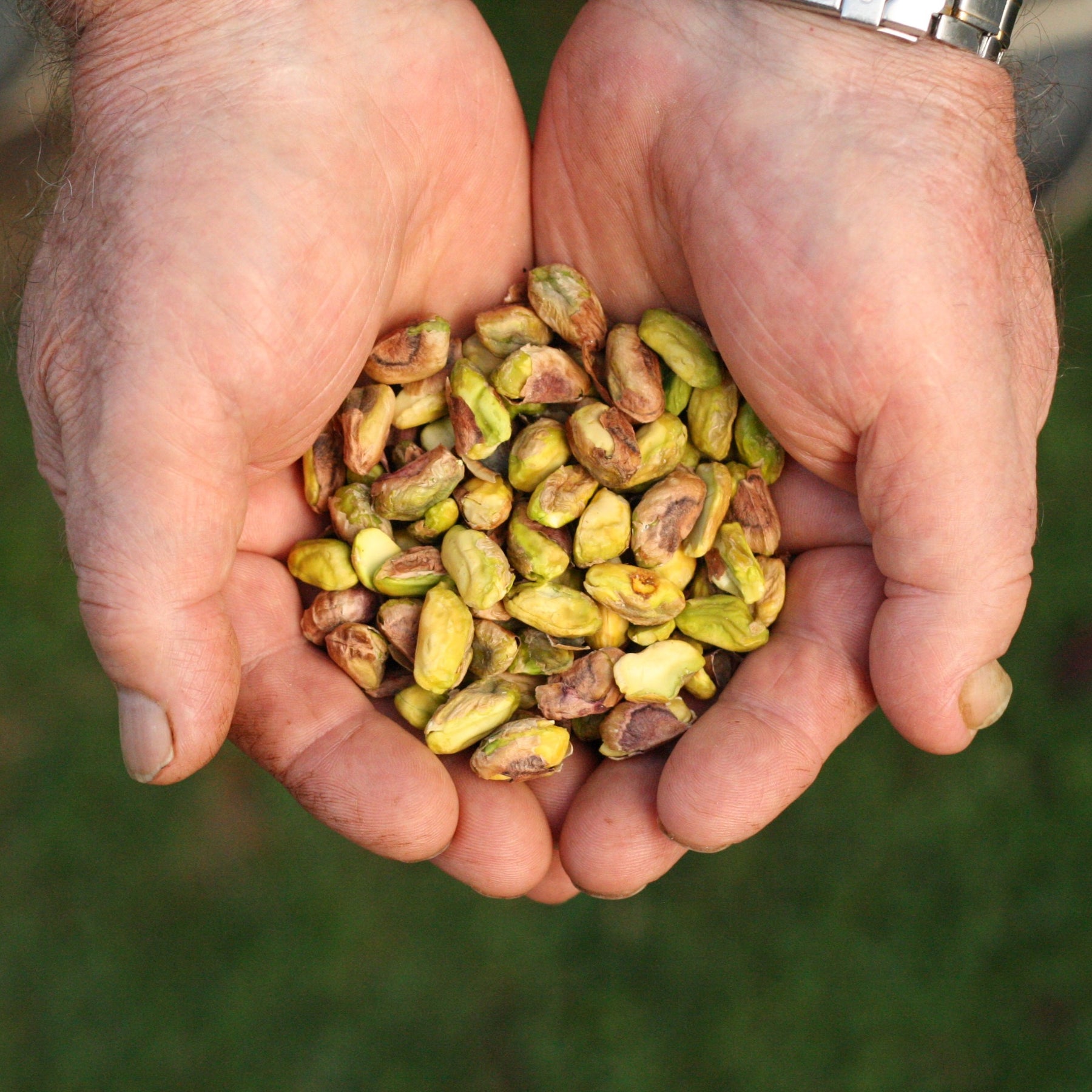 American sprouted pecans from USA United States