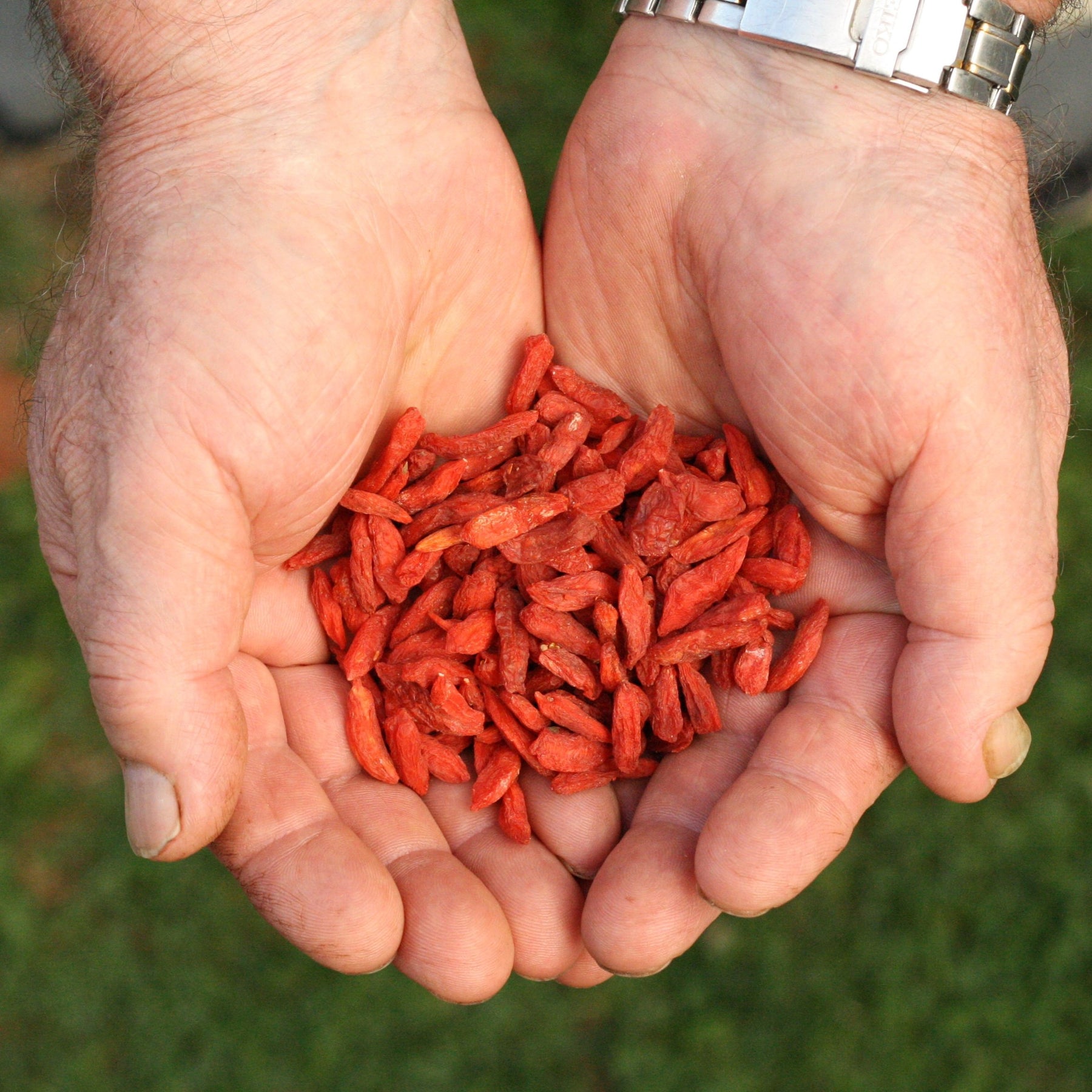 Chinese goji berries from China