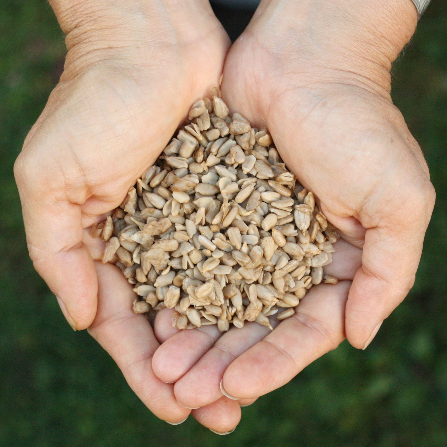 Turkish sprouted sunflower seeds from Turkey