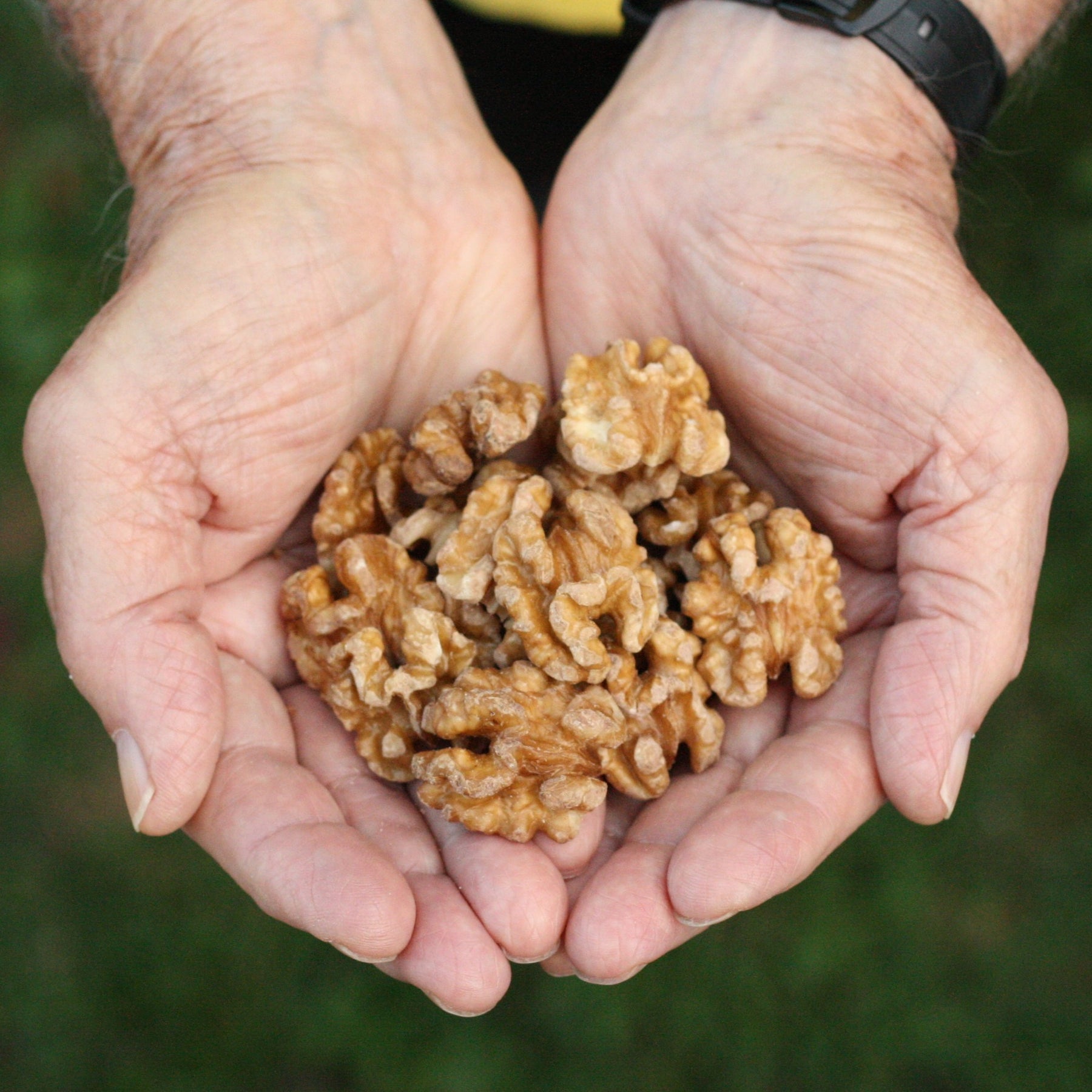 American walnuts from USA United States