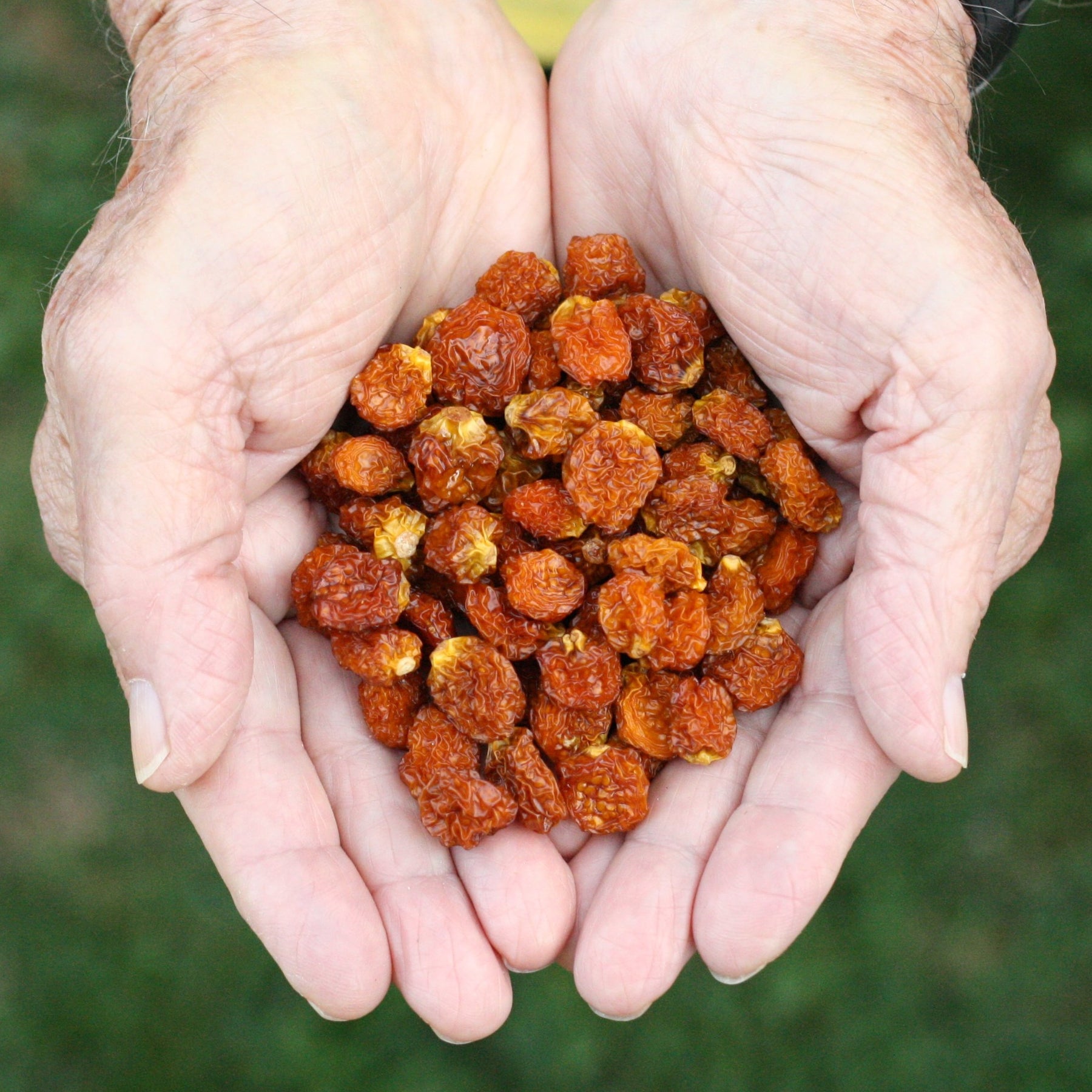 Peruvian golden berry berries from Peru