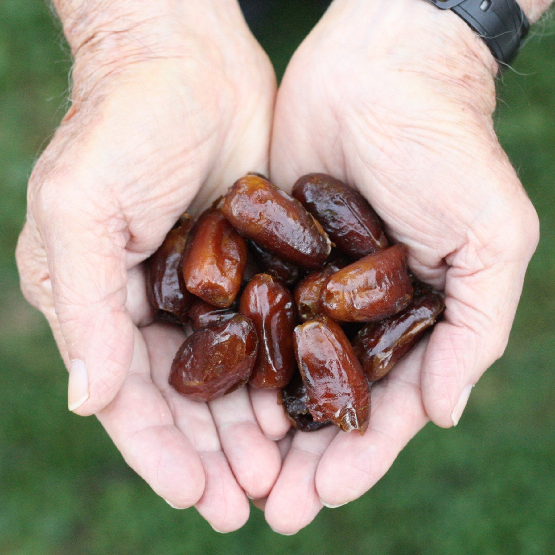 Deglet Noor dates from United States USA