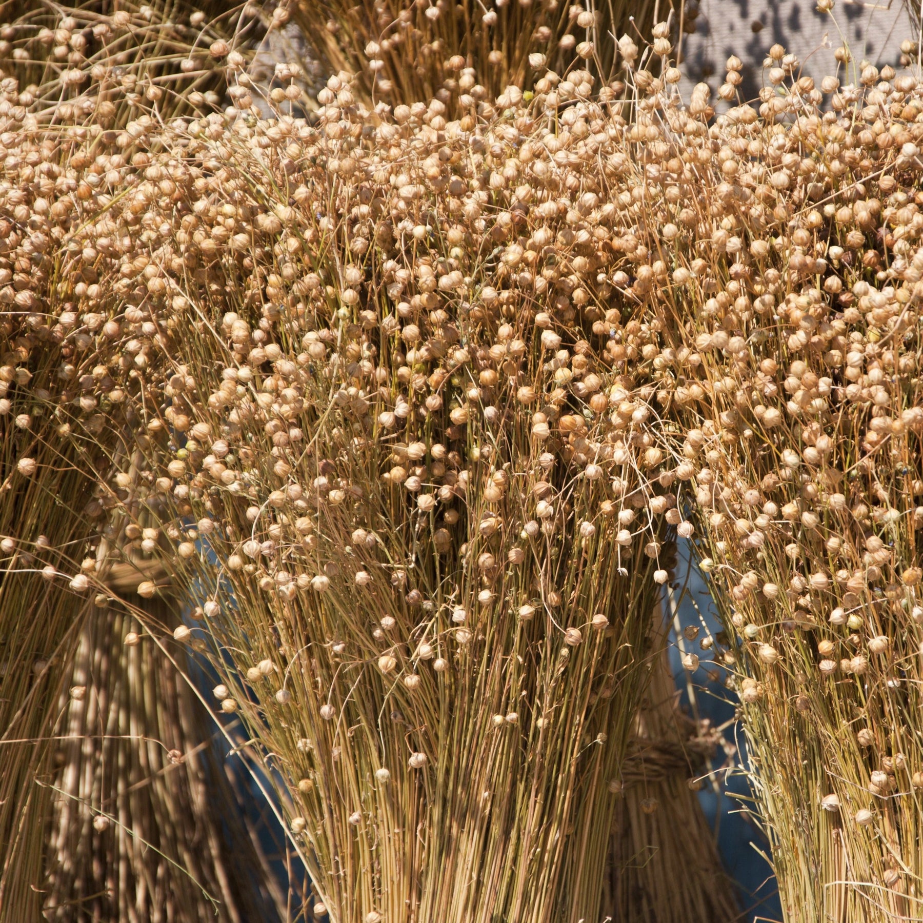 Flax Seeds • Golden • Raw • Canada