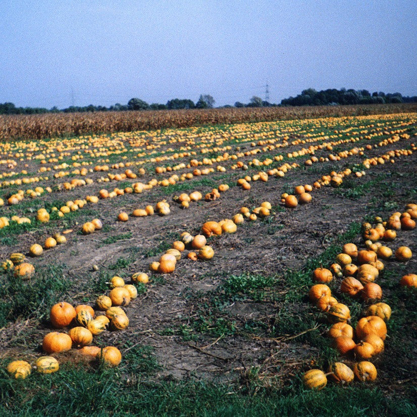 Pumpkin Seeds-Styrian • Sprouted • Austria