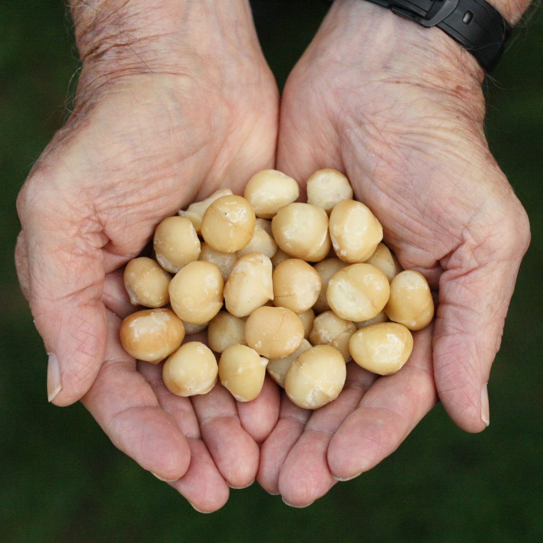 Macadamia Nuts • Raw • Australia