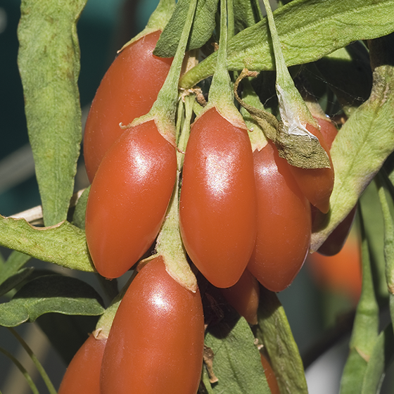 Goji Berries • China