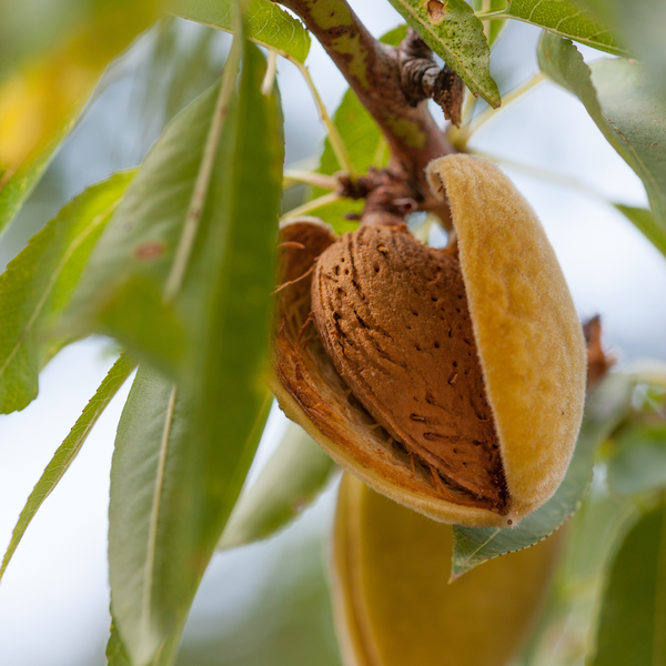 Almond Flour • Australia