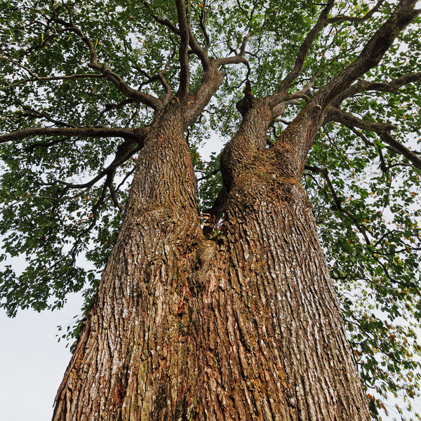 Brazil best sale nuts canada