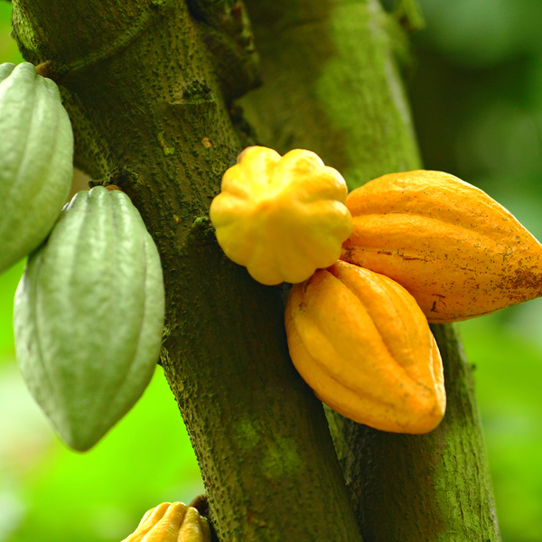 Cacao Nibs • Peru