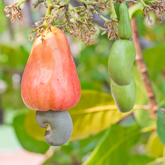 Cashews • Raw • Indonesia