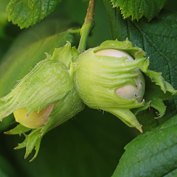 Hazelnuts • Raw • Canada