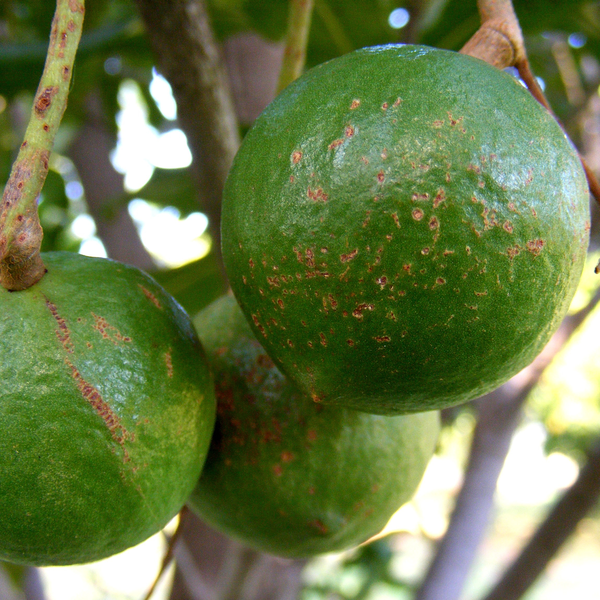 Macadamia Nuts • Raw • Australia