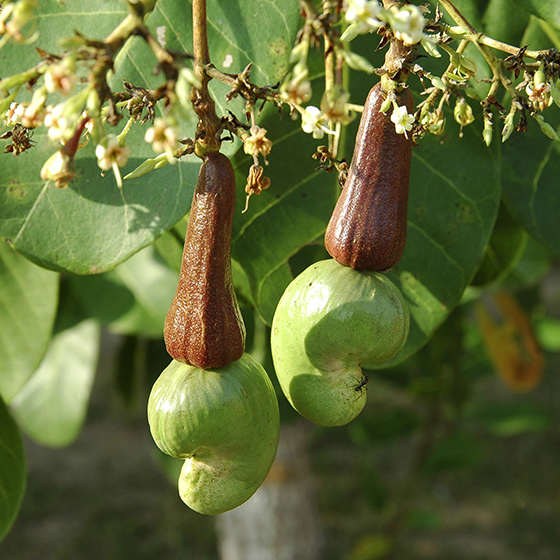 Cashews • Raw • Indonesia