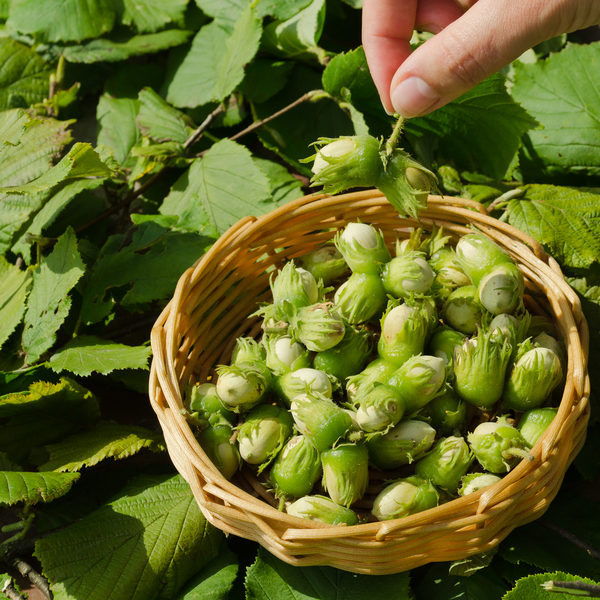 Hazelnuts • Raw • Canada