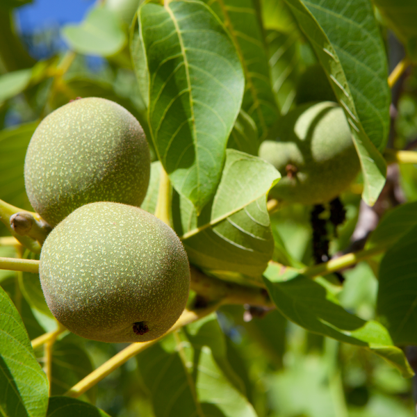 Walnuts • Raw • USA